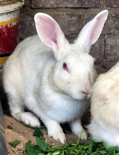 paper White ared eye pure rabbits