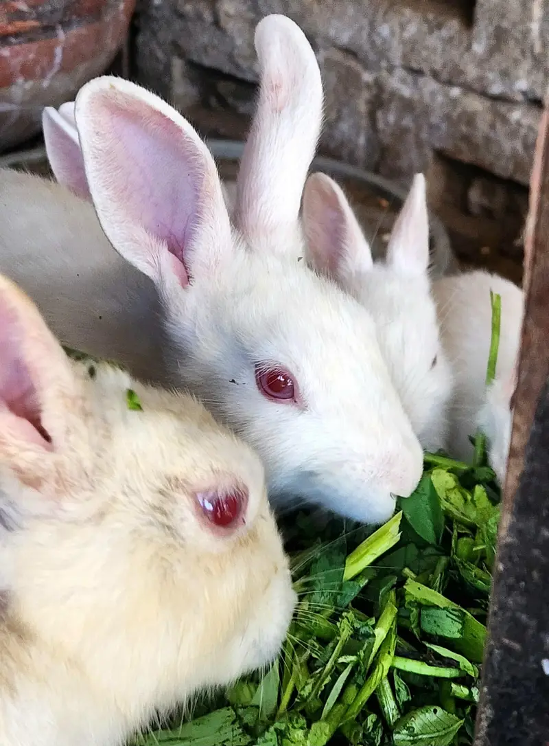 paper White ared eye pure rabbits — photo 4