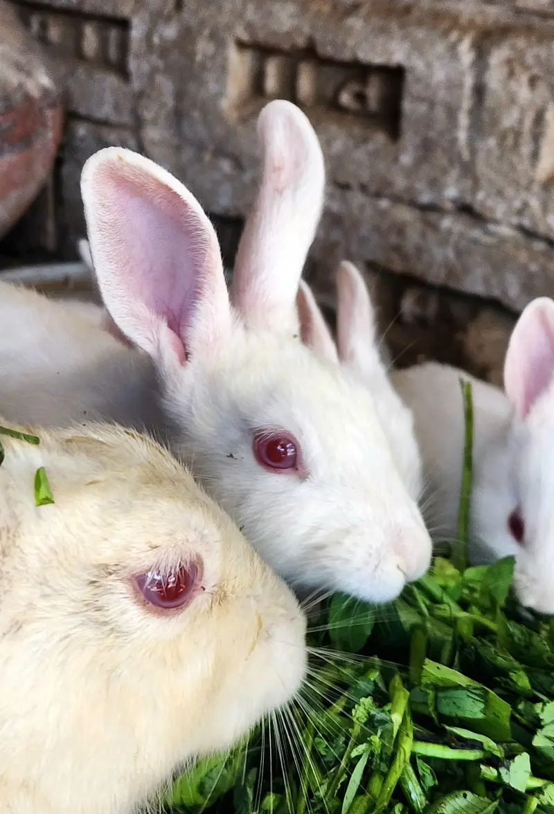 paper White ared eye pure rabbits — photo 5
