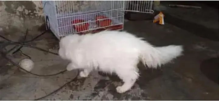 parsian cat urgent sale paison ki zurat ha — photo 5