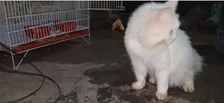 parsian cat urgent sale paison ki zurat ha — photo 7