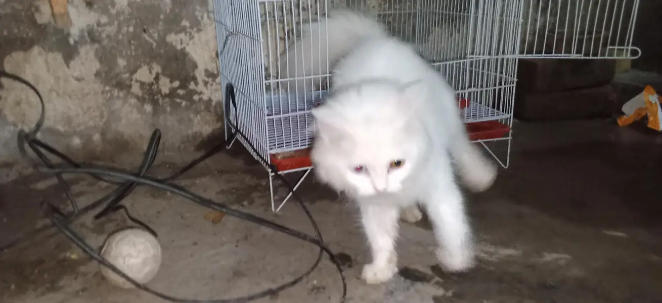 parsian cat urgent sale paison ki zurat ha — photo 10