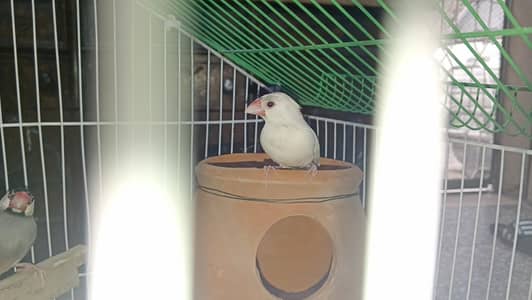 Java finches