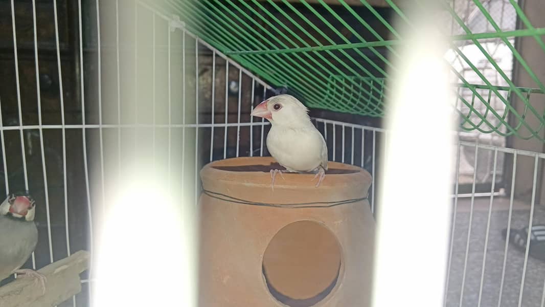 Java finches 0