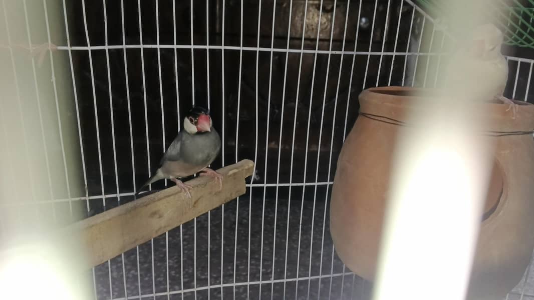 Java finches 1