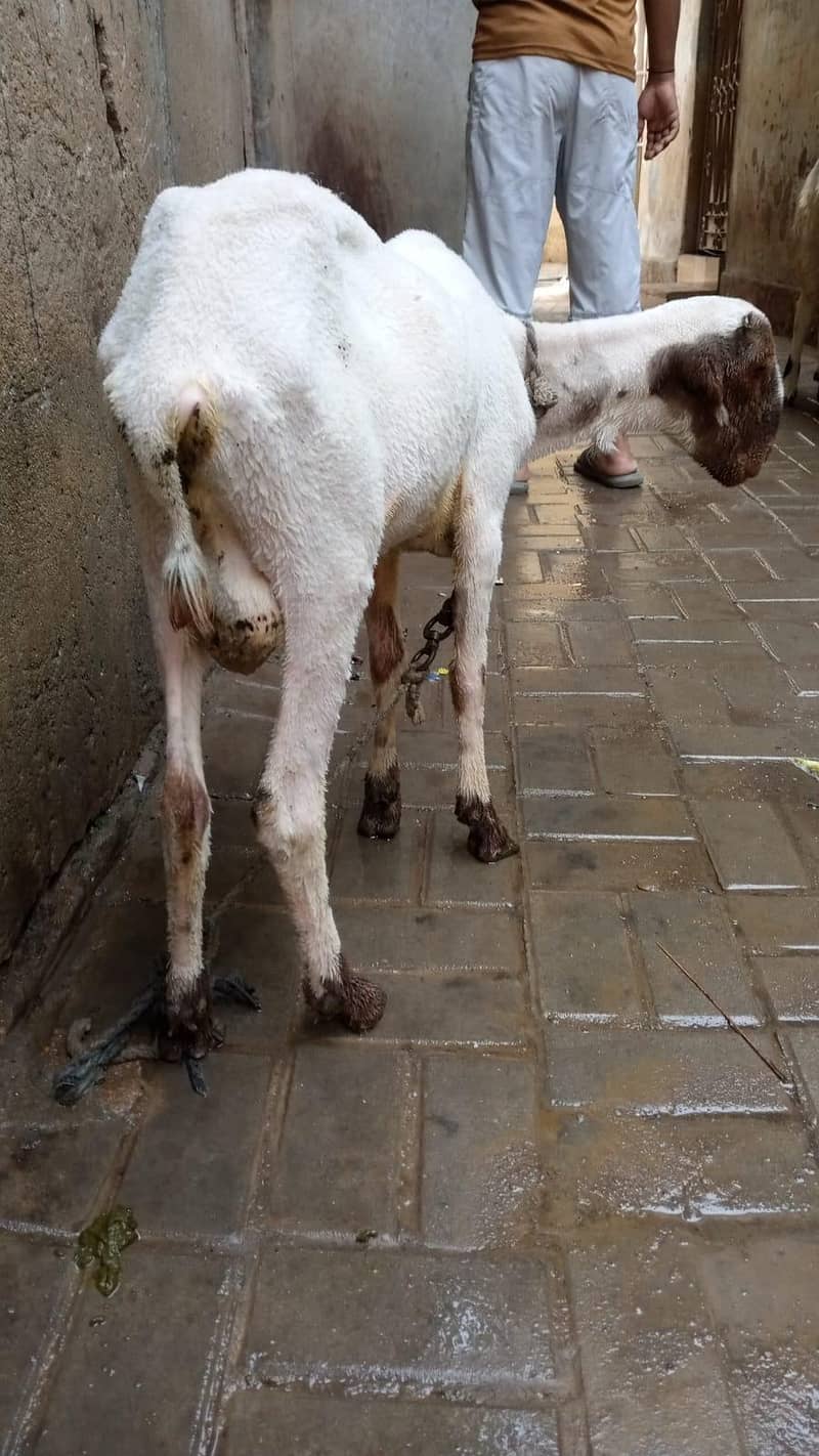 Sindhi nasal 1