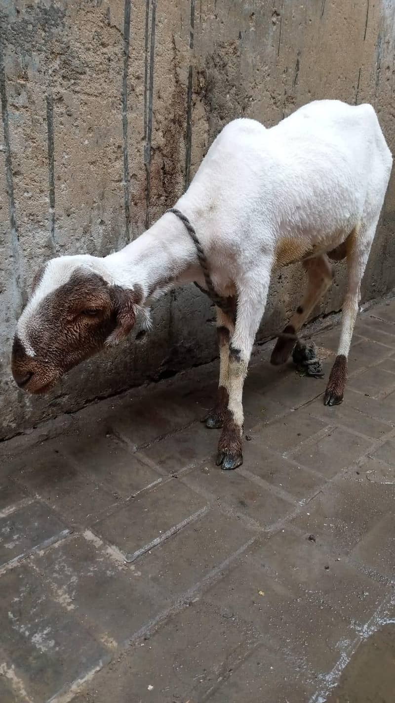 Sindhi nasal 2