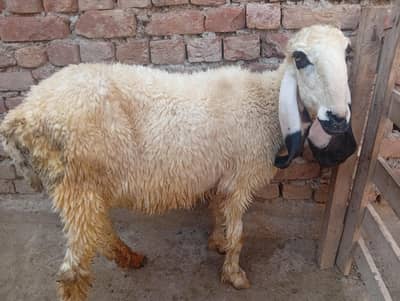 Desi sheep