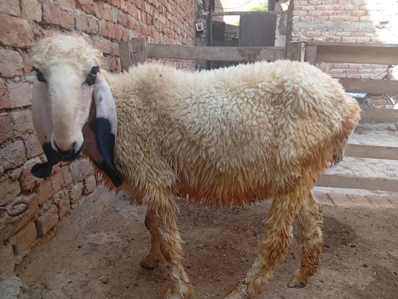 Desi sheep 1
