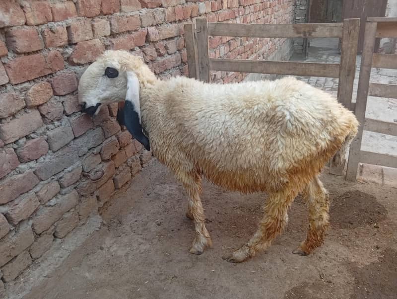 Desi sheep 2