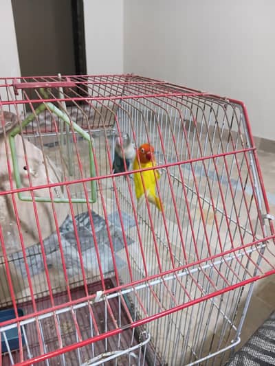 love bird