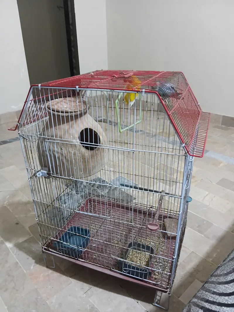 love bird — photo 2