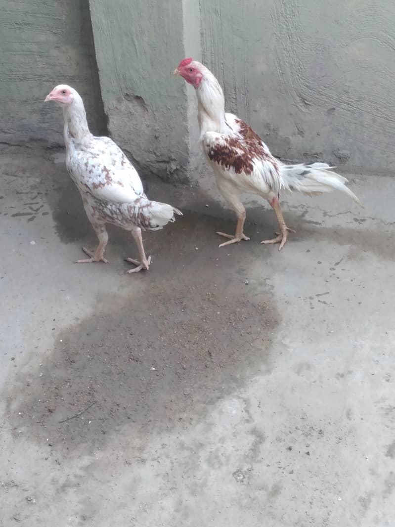 aseel pair 2