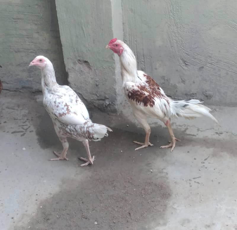 aseel pair 3