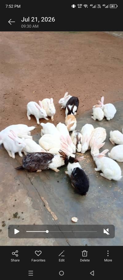 Malik Rabbit farm