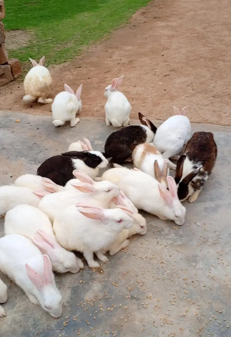 Malik Rabbit farm — photo 2