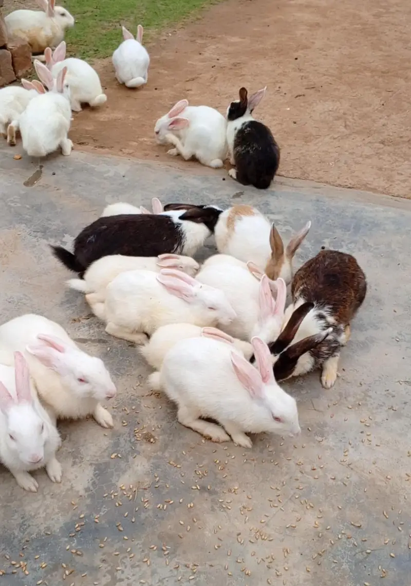 Malik Rabbit farm — photo 3