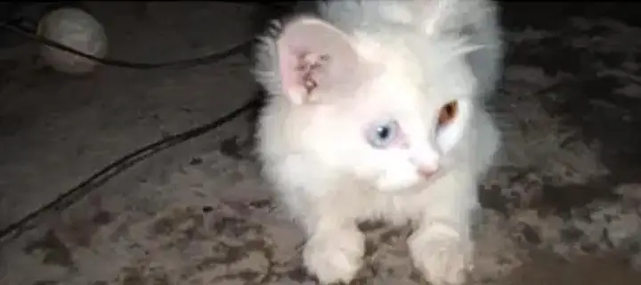 parsian cat urgent sale paison ki zurat ha — photo 2