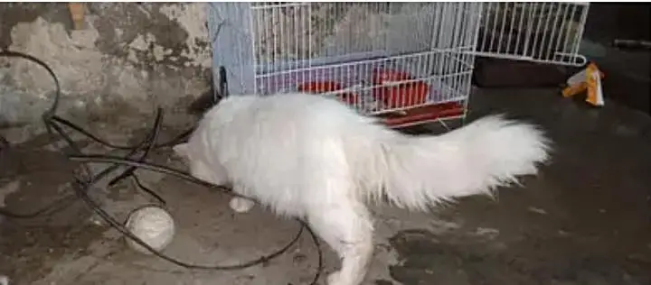 parsian cat urgent sale paison ki zurat ha — photo 5