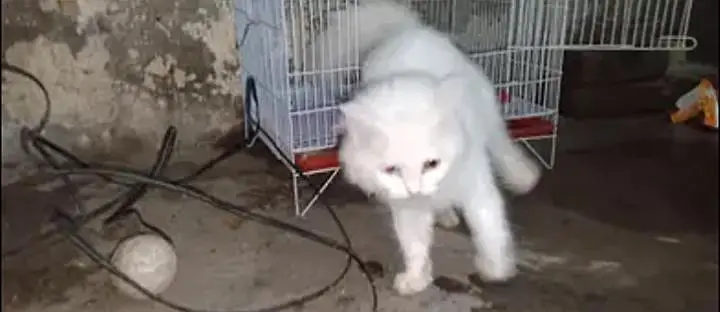 parsian cat urgent sale paison ki zurat ha — photo 6
