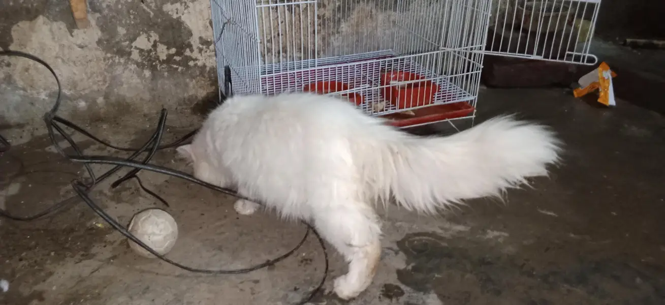 parsian cat urgent sale paison ki zurat ha — photo 11