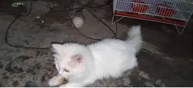 parsian cat urgent sale paison ki zurat ha