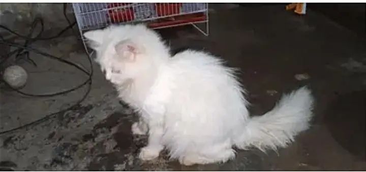 parsian cat urgent sale paison ki zurat ha — photo 7