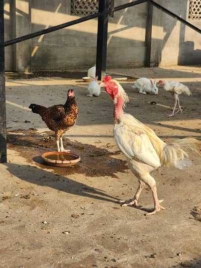 Sindhi pure bloodline ( female)