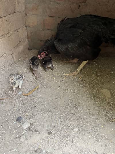 Aseel Chicks Mianwali breed