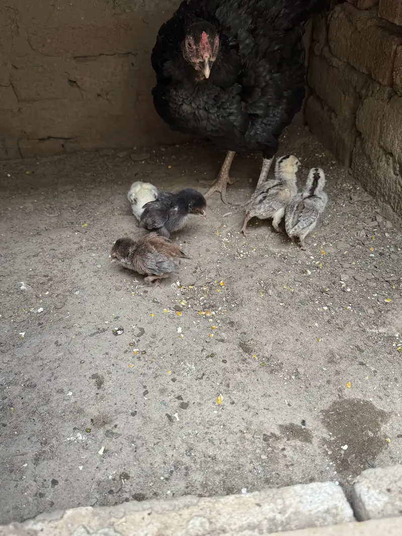 Aseel Chicks Mianwali breed — photo 2