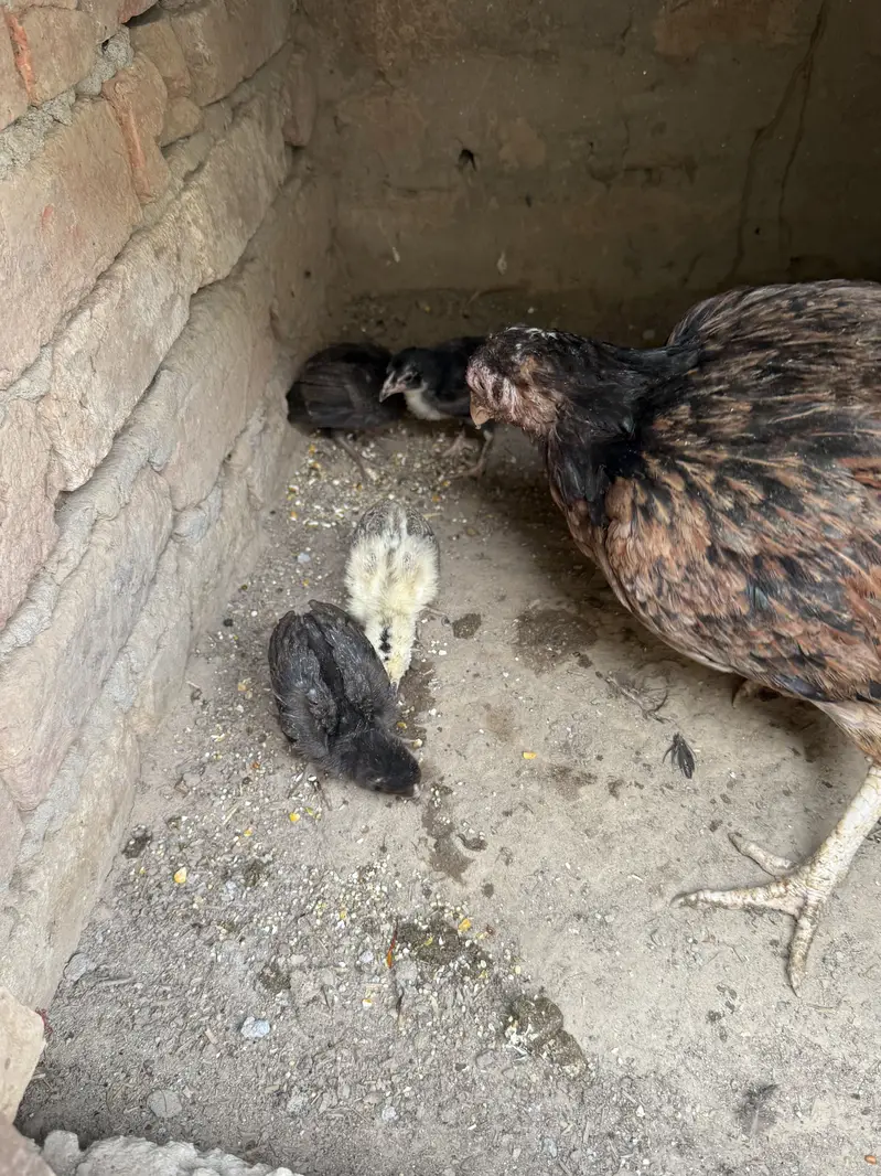 Aseel Chicks Mianwali breed — photo 3