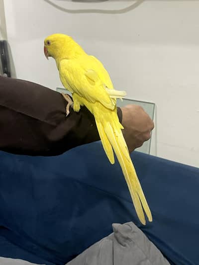 Fully Handtame yellow parrot