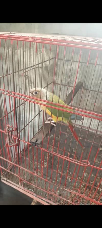 conure pineapple pair