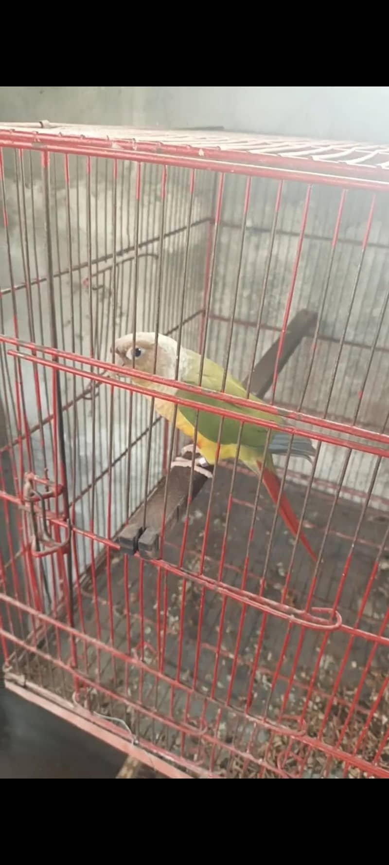 conure pineapple pair 0