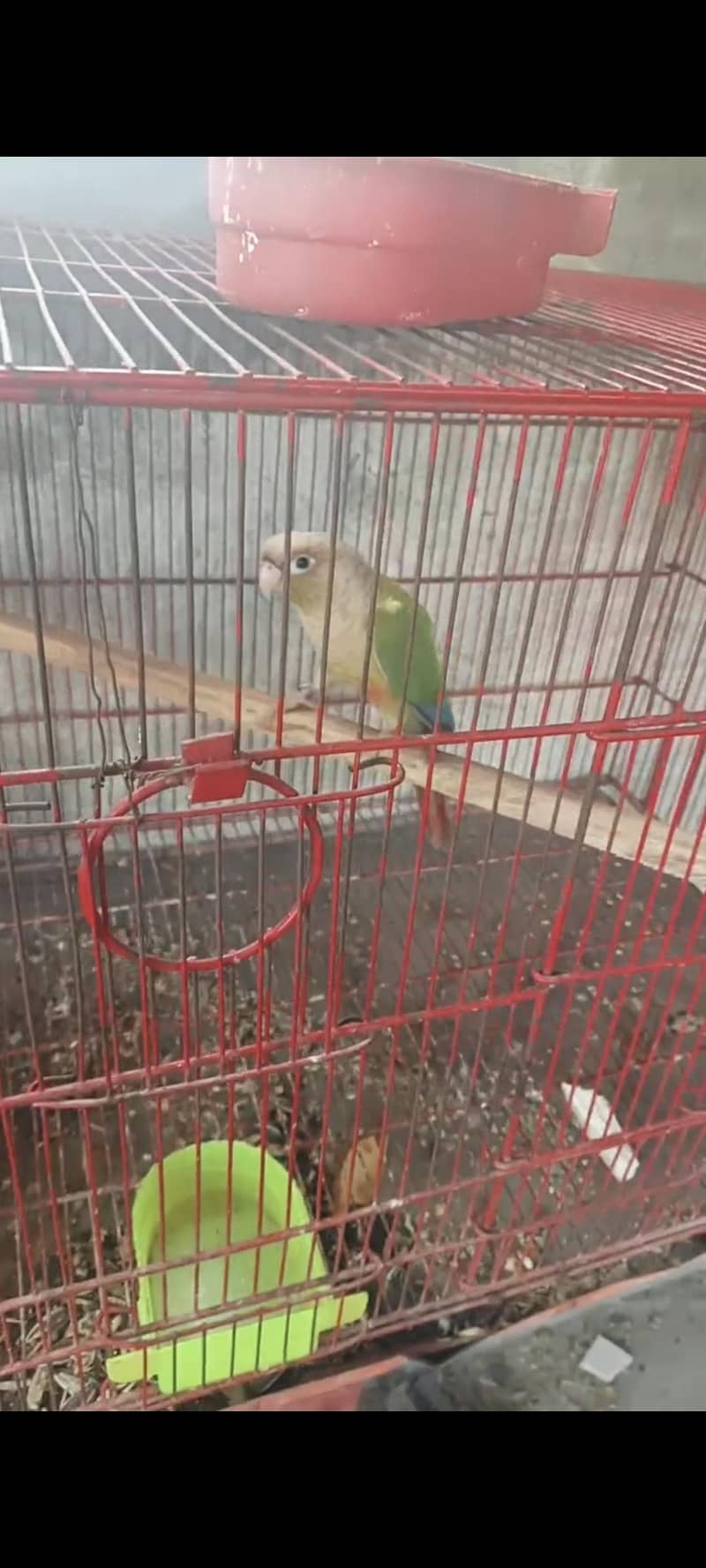conure pineapple pair 1