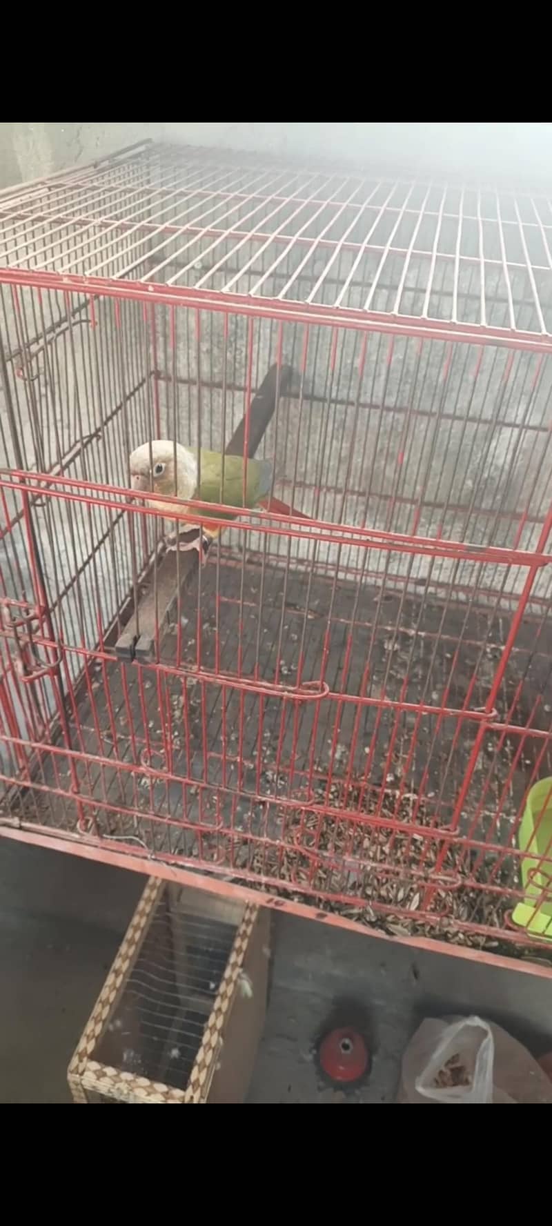 conure pineapple pair 2