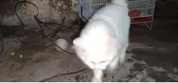 parsian cat urgent sale paison ki zurat ha — photo 3