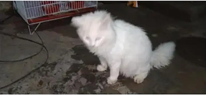 parsian cat urgent sale paison ki zurat ha — photo 9