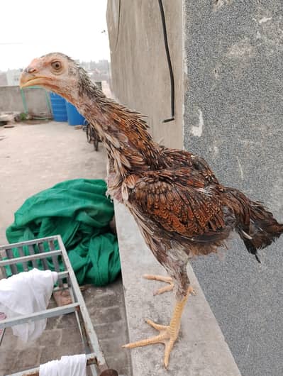 Aseel Female
