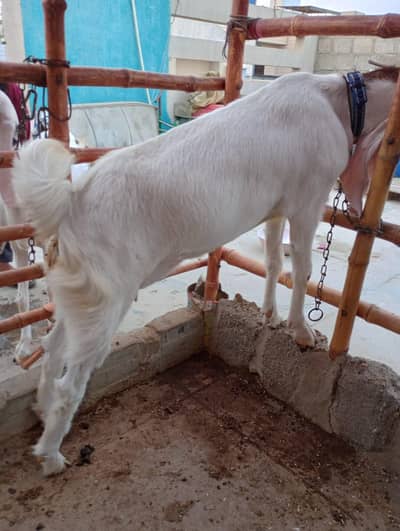 Pointed Gulabi Bakri