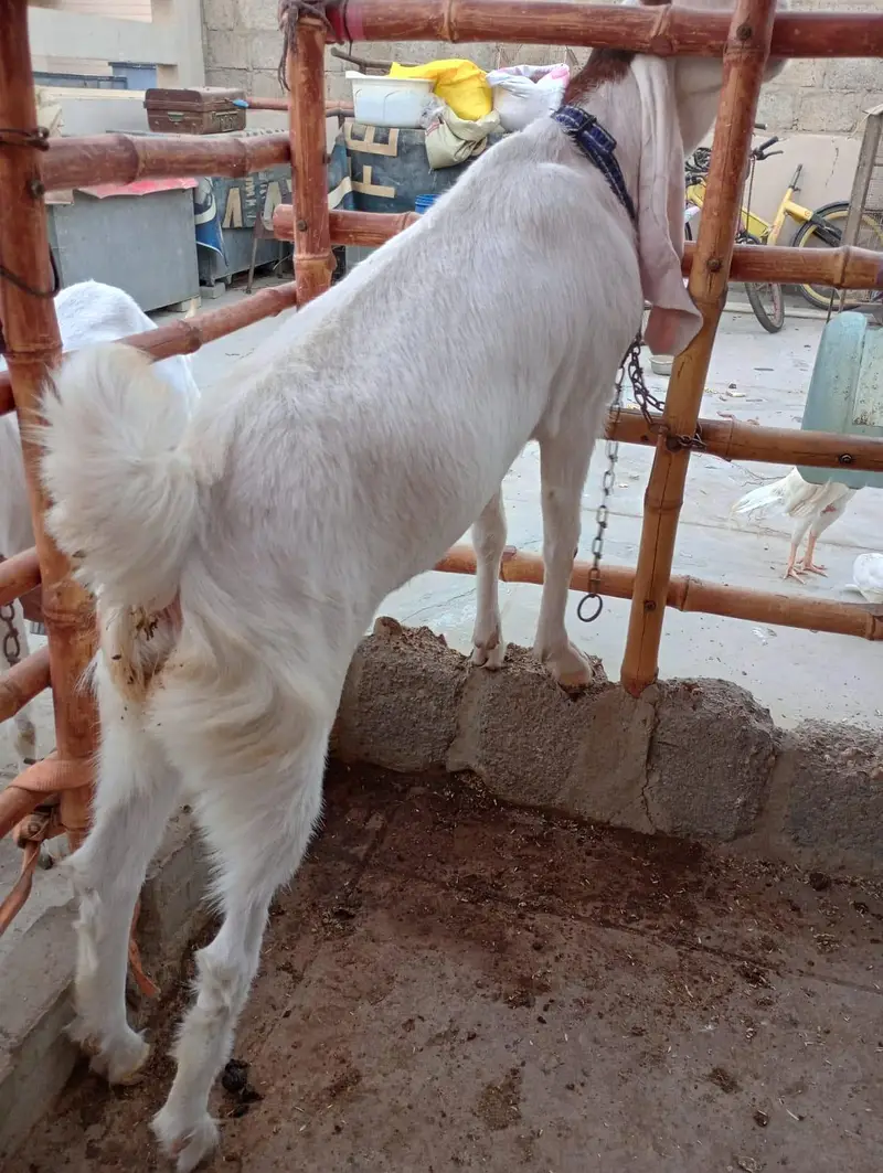 Pointed Gulabi Bakri — photo 2