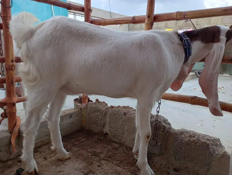 Pointed Gulabi Bakri — photo 4