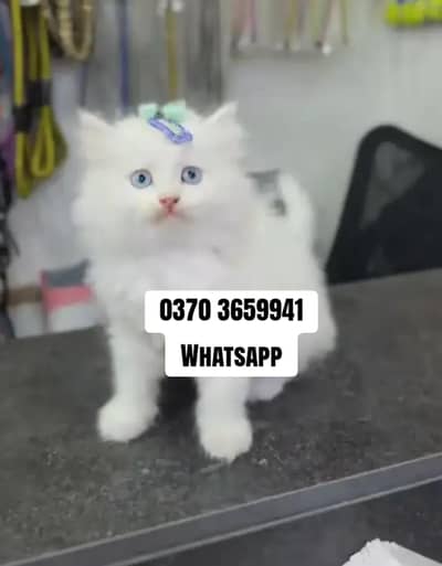 Persian Female kitten for sale