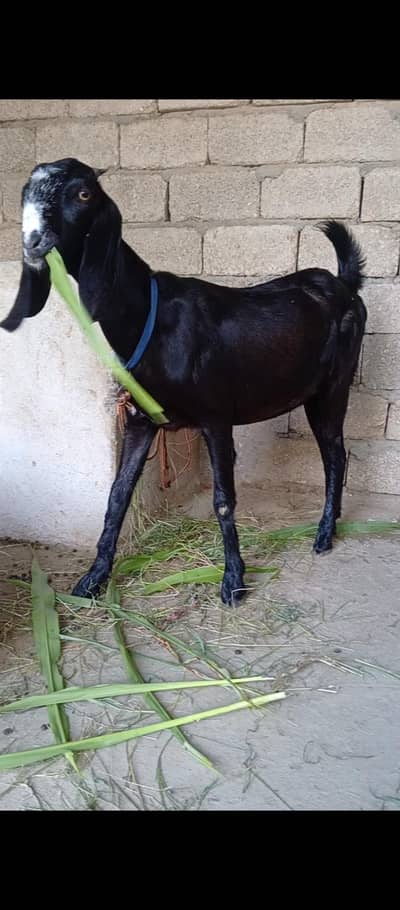 Black female bachi for sale aik Baar cross ho choki hai