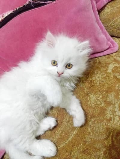 Cat Persian