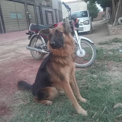 German Shepherd for sale