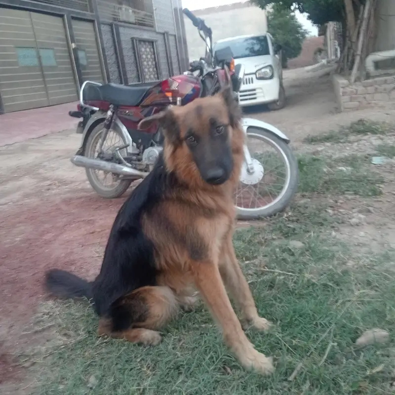 German Shepherd for sale — photo 2