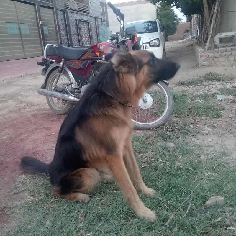 German Shepherd for sale — photo 3