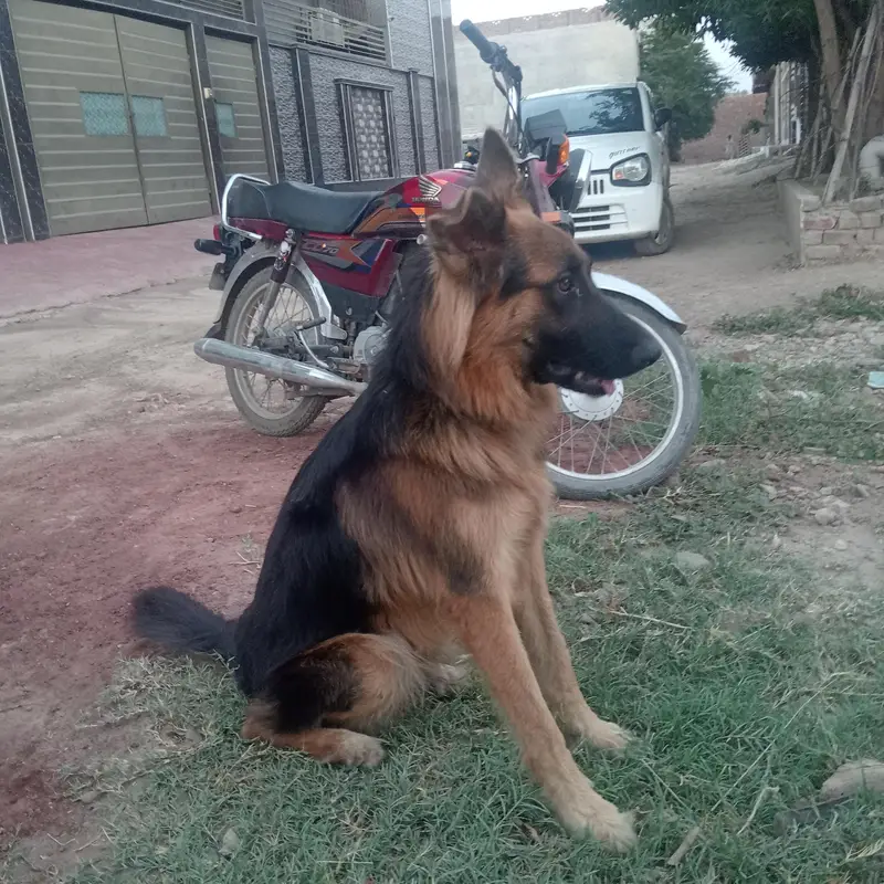 German Shepherd for sale — photo 4