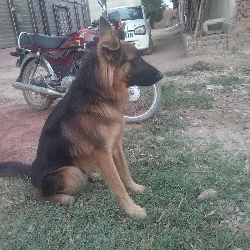 German Shepherd for sale — photo 5